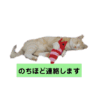 くりーむとみーこ④（個別スタンプ：13）