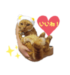 くりーむとみーこ④（個別スタンプ：14）