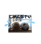 くりーむとみーこ④（個別スタンプ：16）
