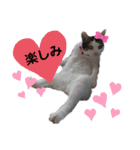 くりーむとみーこ④（個別スタンプ：17）