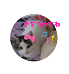 くりーむとみーこ④（個別スタンプ：18）
