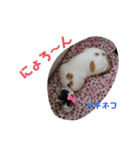 くりーむとみーこ④（個別スタンプ：22）