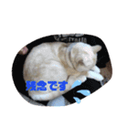 くりーむとみーこ④（個別スタンプ：24）
