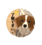 ちゃちゃまるの挨拶スタンプ（個別スタンプ：21）