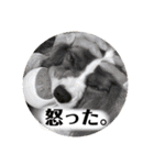 ちゃちゃまるの挨拶スタンプ（個別スタンプ：23）