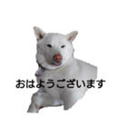 白柴＊すみれスタンプ(敬語編)（個別スタンプ：9）
