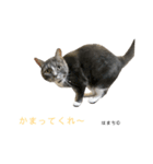はまち君（個別スタンプ：6）