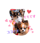 coco❤︎momo②（個別スタンプ：1）