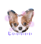 coco❤︎momo②（個別スタンプ：26）