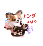 coco❤︎momo②（個別スタンプ：28）
