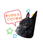 フレブルのすけくん 2（個別スタンプ：1）