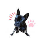 フレブルのすけくん 2（個別スタンプ：6）