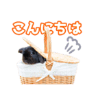 うさぎのミミのスタンプ（個別スタンプ：2）