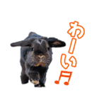 うさぎのミミのスタンプ（個別スタンプ：10）