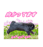 うさぎのミミのスタンプ（個別スタンプ：11）