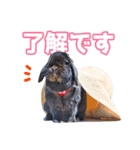 うさぎのミミのスタンプ（個別スタンプ：12）