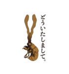 神秘のキノコ冬虫夏草（個別スタンプ：21）