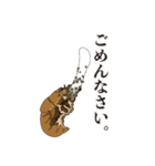 神秘のキノコ冬虫夏草（個別スタンプ：26）