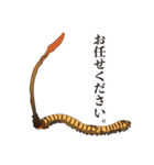 神秘のキノコ冬虫夏草（個別スタンプ：39）