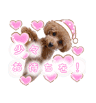 myscp Family123（個別スタンプ：8）