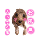 myscp Family123（個別スタンプ：15）