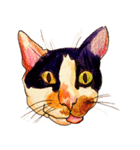 三毛猫 るぴちゃんの手描きスタンプ（個別スタンプ：8）