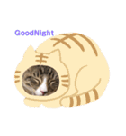 メインクーンのシャケちゃん（個別スタンプ：1）
