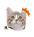 メインクーンのシャケちゃん（個別スタンプ：11）