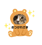 メインクーンのシャケちゃん（個別スタンプ：16）