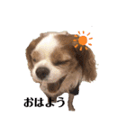 キャバリア、茶太郎くん（個別スタンプ：1）