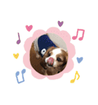 キャバリア、茶太郎くん（個別スタンプ：9）