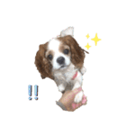 キャバリア、茶太郎くん（個別スタンプ：11）
