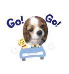 キャバリア、茶太郎くん（個別スタンプ：27）
