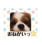キャバリア、茶太郎くん（個別スタンプ：28）