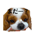 キャバリア、茶太郎くん（個別スタンプ：29）