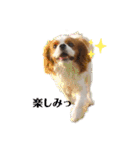 キャバリア、茶太郎くん（個別スタンプ：36）
