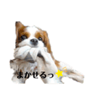 キャバリア、茶太郎くん（個別スタンプ：40）