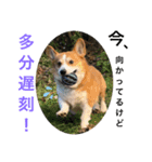 ルフィーと語る楽しいLINEスタンプ！第一弾（個別スタンプ：2）
