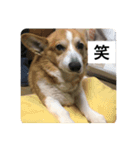 ルフィーと語る楽しいLINEスタンプ！第一弾（個別スタンプ：4）