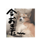 ルフィーと語る楽しいLINEスタンプ！第一弾（個別スタンプ：5）