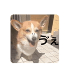 ルフィーと語る楽しいLINEスタンプ！第一弾（個別スタンプ：6）