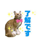 サスケとごまめ①（個別スタンプ：1）