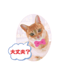 サスケとごまめ①（個別スタンプ：6）