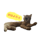 ฅ^•ﻌ•^ฅ♡（個別スタンプ：1）