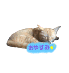 ฅ^•ﻌ•^ฅ♡（個別スタンプ：2）