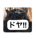 ฅ^•ﻌ•^ฅ♡（個別スタンプ：5）