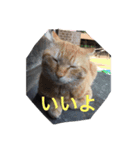 ฅ^•ﻌ•^ฅ♡（個別スタンプ：7）