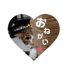 にゃんた・ちょび・てん（個別スタンプ：1）