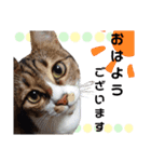 にゃんた・ちょび・てん（個別スタンプ：5）