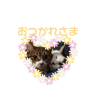 にゃんた・ちょび・てん（個別スタンプ：7）
